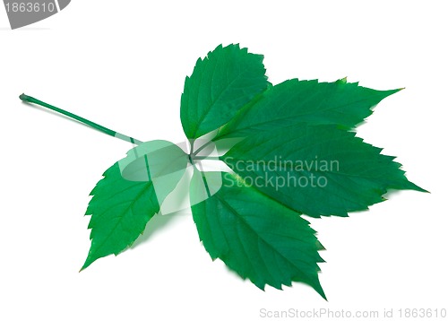 Image of Green virginia creeper leaves on white background