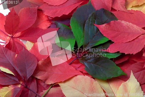 Image of Background of multicolor autumn leaves