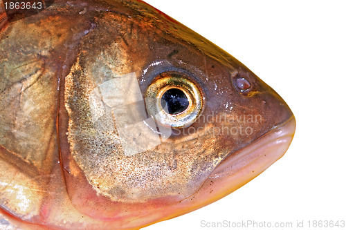 Image of fish head on white background