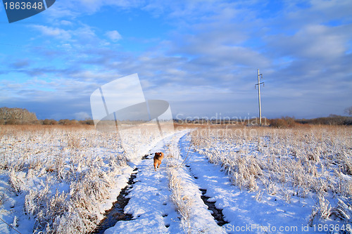 Image of rural road through winter field 