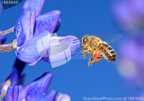 Image of bee with pollen on blue lupine