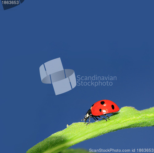 Image of ladybug on green herb under blue sky