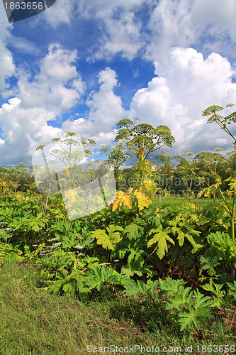 Image of cow-parsnip thickets on cloud background