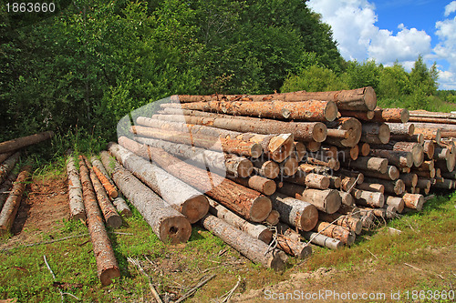 Image of timber in a field near the forest