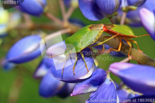 Image of two green bedbugs on turn blue lupine