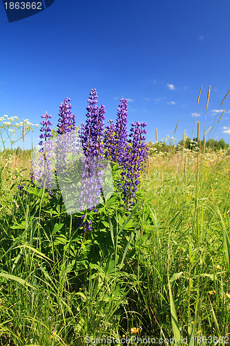 Image of blue lupines on summer field