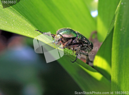 Image of cockchafer on green sheet