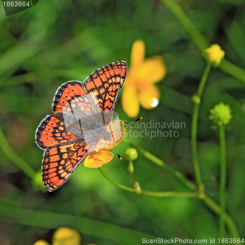 Image of red butterfly on yellow flower