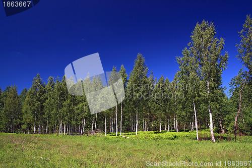 Image of birch wood