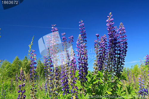 Image of blue lupines on summer field