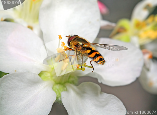 Image of yellow wasp on aple tree flower