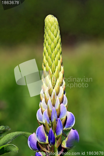 Image of lupine on green background