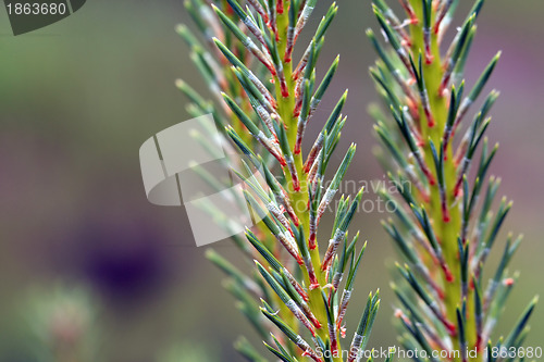 Image of pine branch on green background