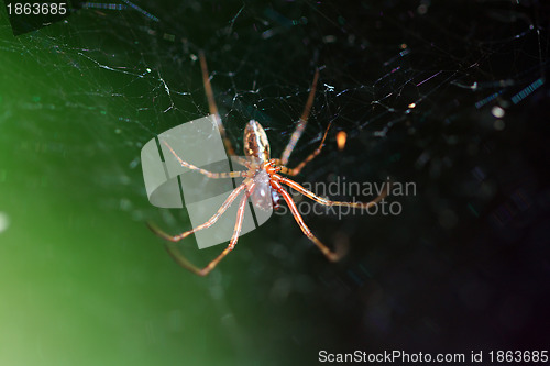 Image of red spider on green background