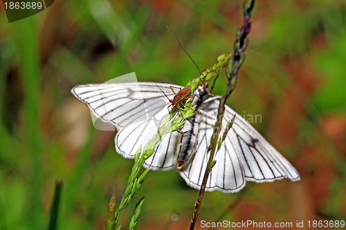 Image of blanching butterfly on green background 