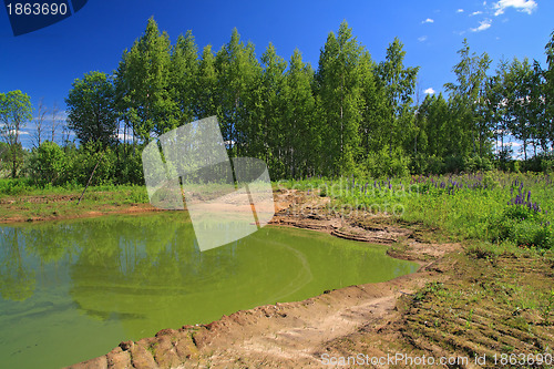 Image of green lake in summer wood