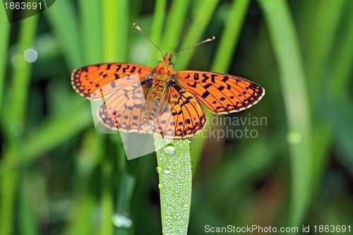 Image of orange butterfly amongst green herb
