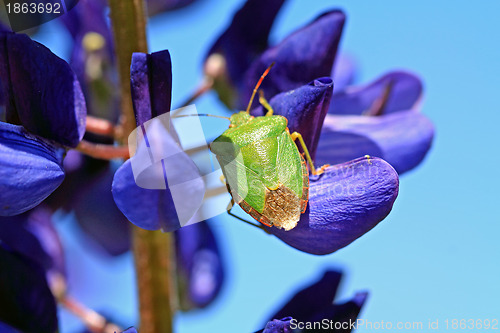 Image of green bedbug on blue lupine