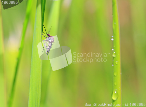 Image of small midge on green background