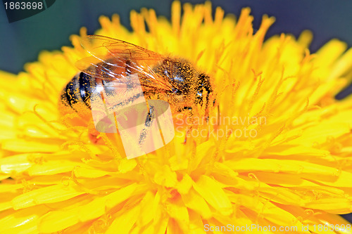 Image of bee on yellow dandelion