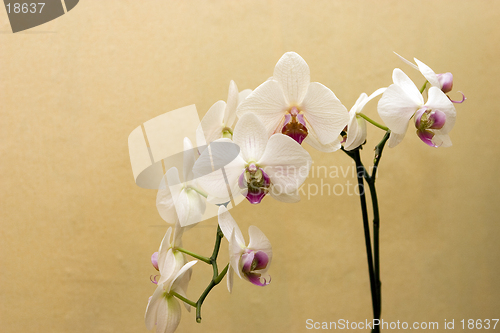 Image of Orchid