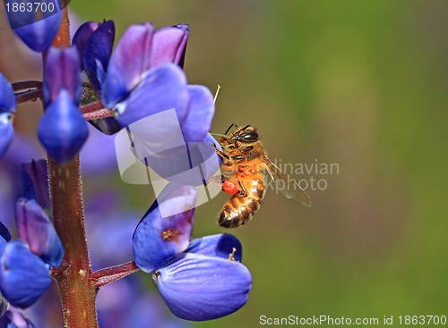 Image of bee on blue lupine