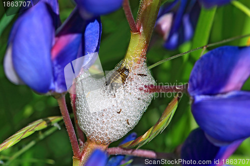 Image of maggot in white spume on lupine stalk