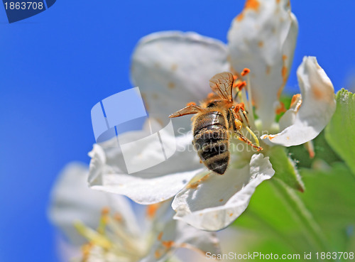 Image of wasp on white flower of the aple trees