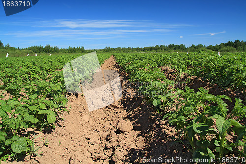 Image of potato field