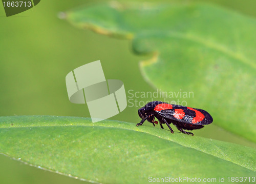 Image of red bug on green sheet