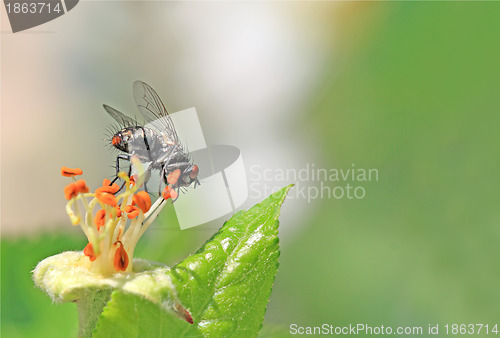 Image of blackenning fly on flower of the aple trees