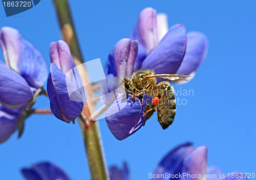 Image of bee on blue lupine