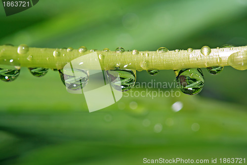 Image of rain dripped on green herb