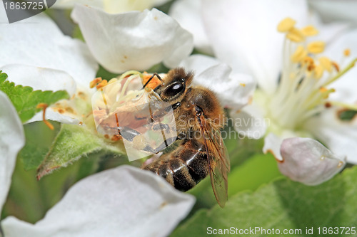 Image of yellow wasp on aple tree flower