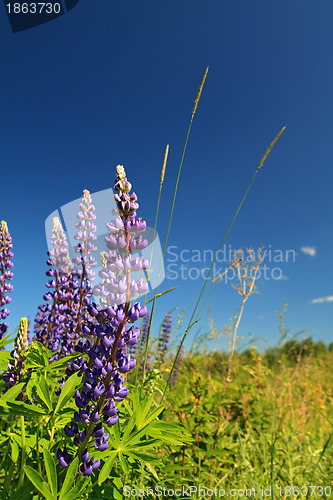 Image of blue lupines on blue background