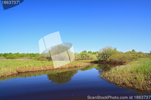 Image of green bushes on river coast