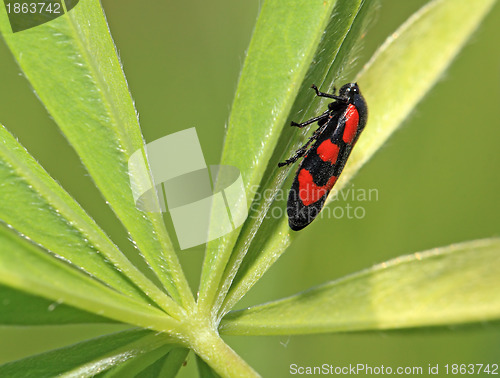 Image of red bug on green sheet