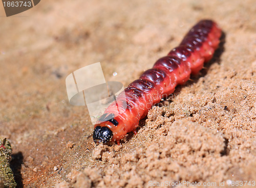 Image of red caterpillar on dry sand