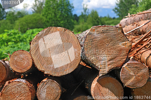 Image of sawn up tree 