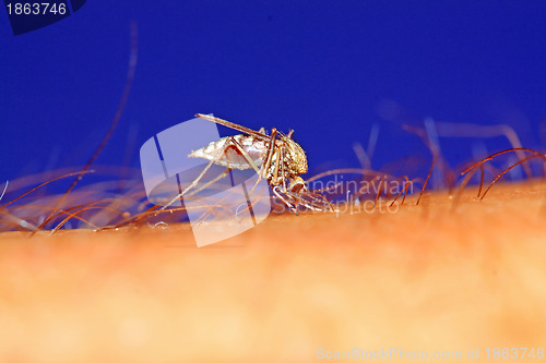 Image of big midge on human hand