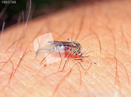 Image of midge on hand of the person 