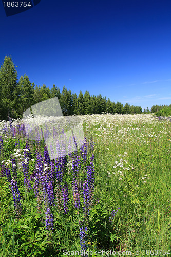 Image of blue lupines on summer field