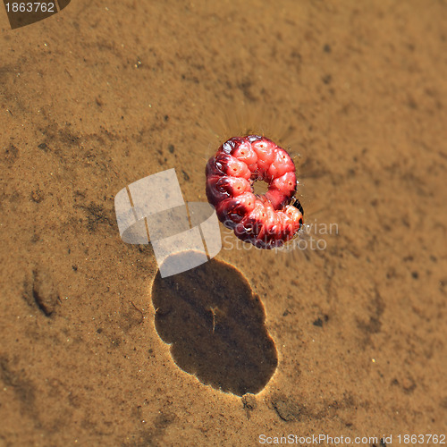 Image of red caterpillar in transparent water