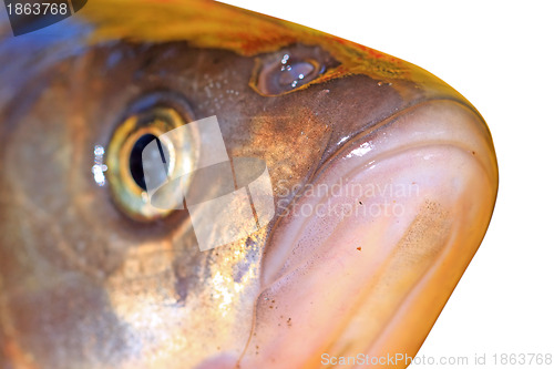 Image of fish head on white background