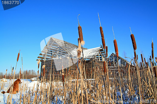 Image of bulrush near wooden rural building 