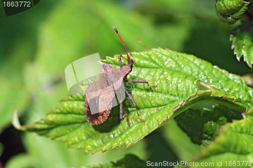 Image of brown bug on green sheet