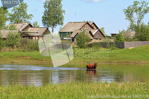 Image of cows on river coast near villages