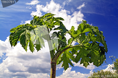 Image of cow parsnip on cloudy background
