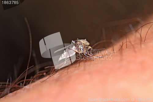 Image of midge on human hand