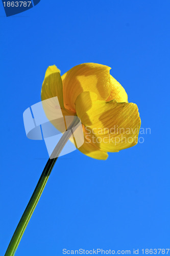 Image of globe-flower on celestial background 